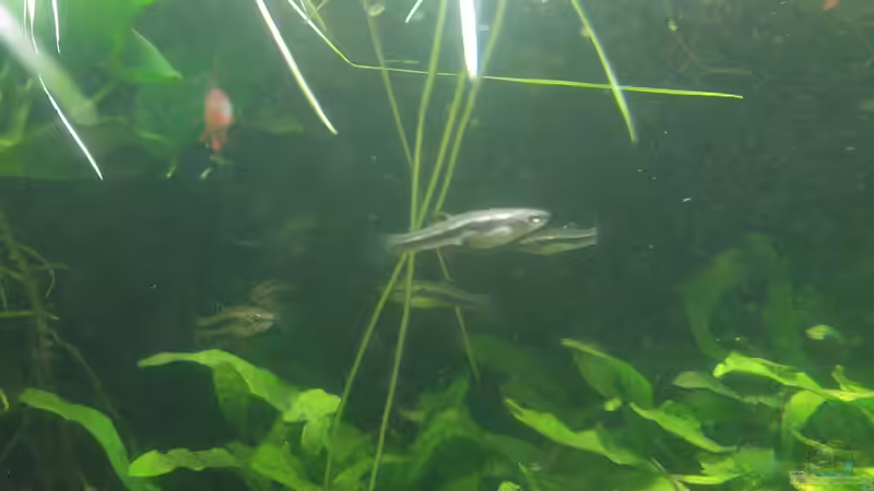 Aquarien mit Heterandria formosa (Zwergkärpfling)