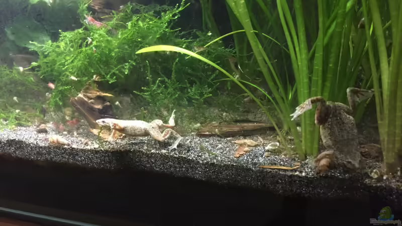 Zwergkrallenfrosch - Hymenochirus boettgeri (Einrichtungsbeispiele mit Böttgers Zwergkrallenfrosch)