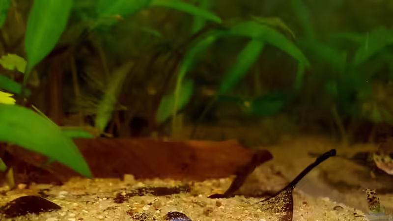 Aquarien mit Zwergkugelfischen (Carinotetraodon travancoricus)