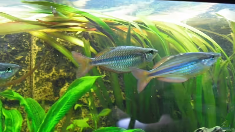 Aquarien mit Melanotaenia maccullochi (Zwergregenbogenfisch)