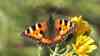 Aglais urticae