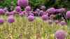 Allium giganteum