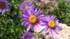 Aster alpinus