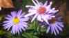 Aster dumosus