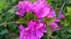 Bougainvillea spectabilis