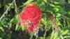 Callistemon viminalis