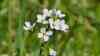 Cardamine pratensis