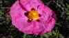 Cistus purpureus