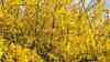 Forsythia europaea