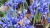 Iris reticulata