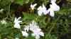 Jasminum officinale