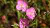 Oenothera rosea