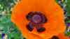 Papaver orientale