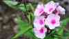 Phlox floridana