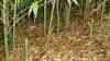 Phyllostachys aurea