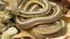 Thamnophis sirtalis