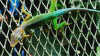 Anolis marmoratus: Tragende Rolle in Death in Paradise