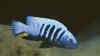 Melanochromis maingano