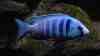 Placidochromis electra