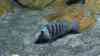 Placidochromis phenochilus