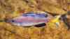 Cyprichromis leptosoma