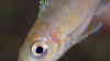 Paracyprichromis brieni