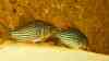 Corydoras sterbai