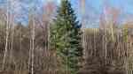 Abies nordmanniana im Garten pflanzen (Einrichtungsbeispiele mit Nordmann-Tanne)