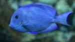 Acanthurus coeruleus im Aquarium halten (Einrichtungsbeispiele für Blauer-Doktorfisch)