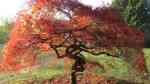 Acer palmatum im Garten pflanzen (Einrichtungsbeispiele mit Fächerahorn)