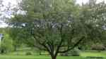 Acer pseudoplatanus im Garten pflanzen (Einrichtungsbeispiele mit Berg-Ahorn)