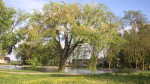 Acer saccharinum im Garten pflanzen (Einrichtungsbeispiele mit Silber-Ahorn)