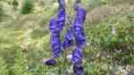 Aconitum napellus im Garten pflanzen (Einrichtungsbeispiele mit Blauer Eisenhut)