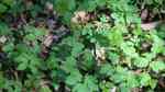 Aegopodium podagraria im Garten pflanzen (Einrichtungsbeispiele mit Giersch)