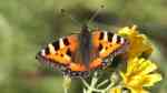 Aglais urticae im Garten (Einrichtungsbeispiele mit Kleiner Fuchs)