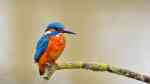 Alcedo atthis im Garten (Einrichtungsbeispiele mit Eisvogel)