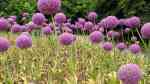 Allium giganteum im Garten pflanzen (Einrichtungsbeispiele mit Riesen-Lauch)