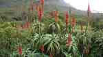 Aloe arborescens im Garten pflanzen (Einrichtungsbeispiele mit Baum-Aloe)