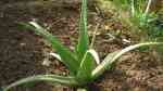 Aloe vera im Garten pflanzen (Einrichtungsbeispiele mit Echte Aloe)