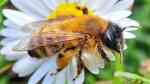 Andrena im Garten (Einrichtungsbeispiele mit Sandbiene)