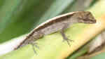 Anolis cupreus im Terrarium halten (Eirichtungsbeispiele für Kupferanolis)