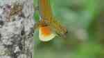 Anolis distichus im Terrarium halten (Einrichtungsbeispiele mit Halsbandanolis)