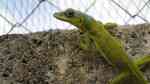 Anolis extremus im Terrarium halten (Einrichtungsbeispiele für Barbados-Anolis)