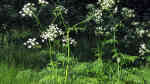 Anthriscus sylvestris im Garten pflanzen (Einrichtungsbeispiele mit Wiesen-Kerbel)