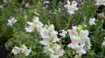 Antirrhinum majus im Garten pflanzen (Einrichtungsbeispiele mit Großes Löwenmaul)