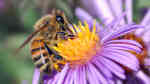 Apis mellifera im Garten (Einrichtungsbeispiele mit Honigbienen)