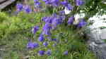 Aquilegia vulgaris im Garten pflanzen (Einrichtungsbeispiele mit Gemeine Akelei)