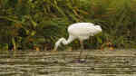 Ardea alba am Gartenteich (Einrichtungsbeispiele mit Silberreiher)