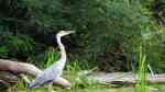 Ardea cinera am Gartenteich (Einrichtungsbeispiele mit Graureiher)