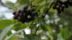 Aronia melanocarpa im Garten pflanzen (Einrichtungsbeispiele mit Schwarze Apfelbeere)